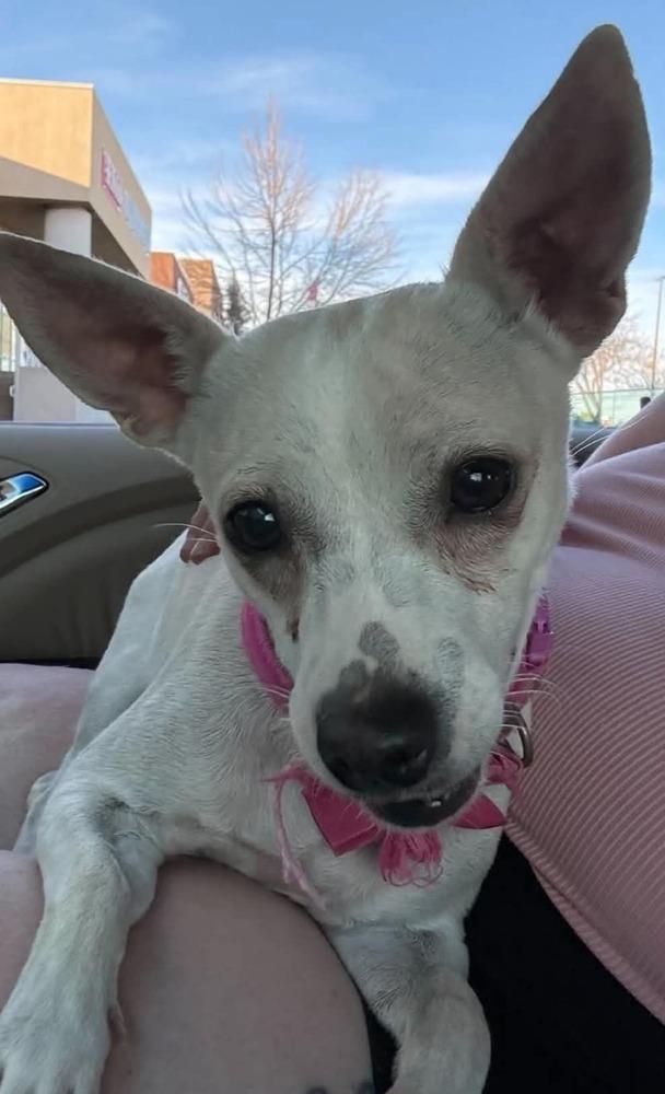 Enlarge Rumi, a Adoptable mixed breed in Aurora, CO image 3/5