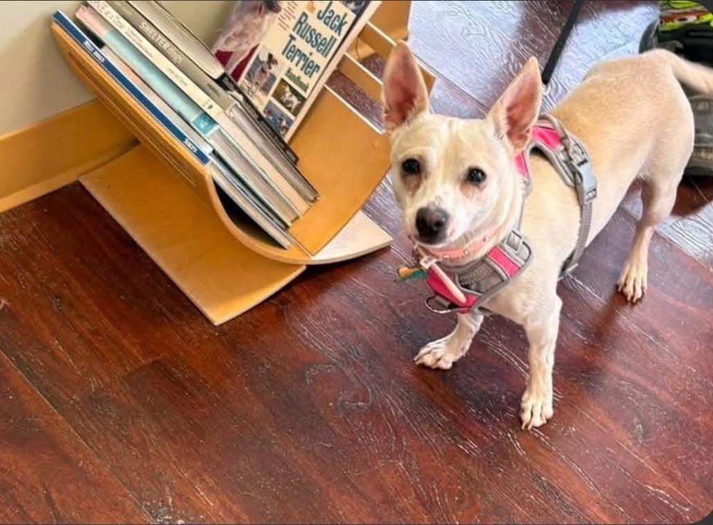 Enlarge Rumi, a Adoptable mixed breed in Aurora, CO image 5/5