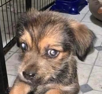 Sawyer, Adopted, Puppy Male Yorkshire Terrier.