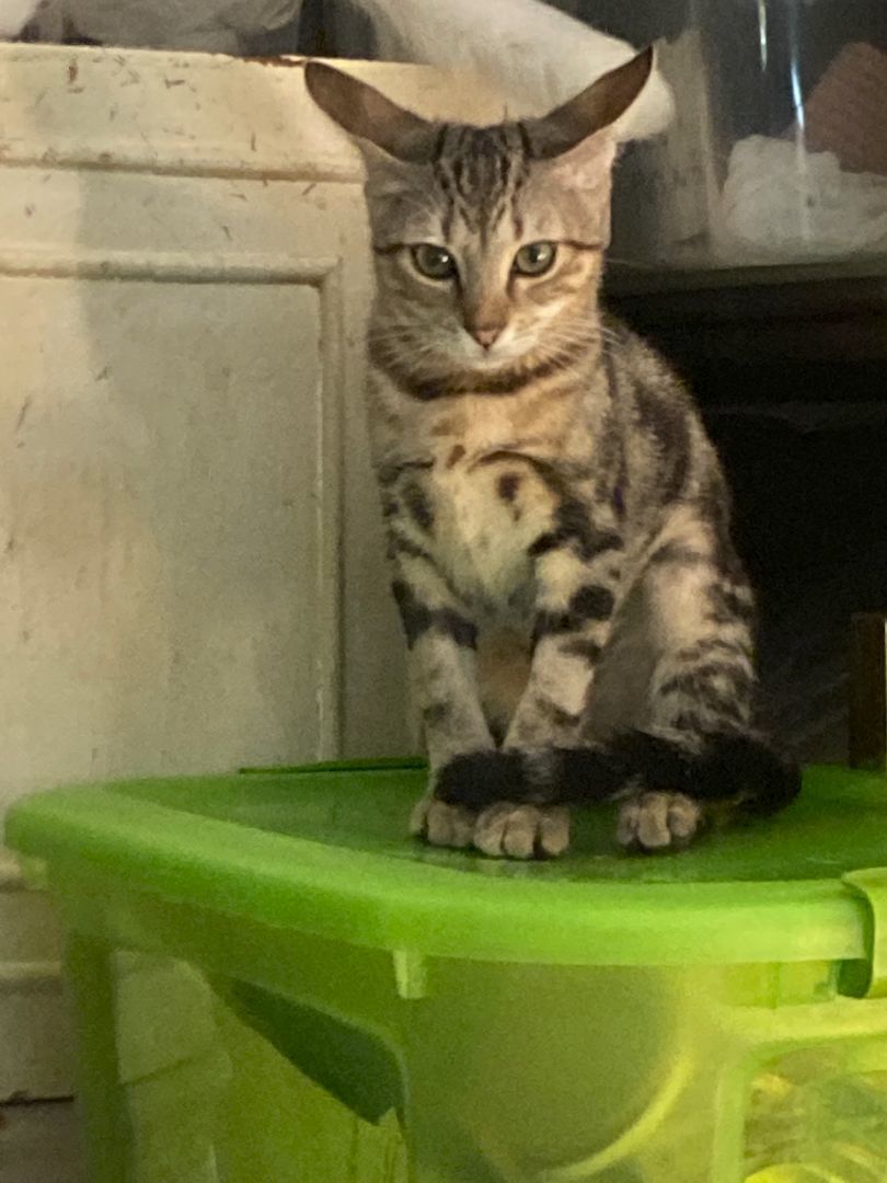 Enlarge HONEY, a Adoptable Domestic Short Hair in New York, NY image 2/6