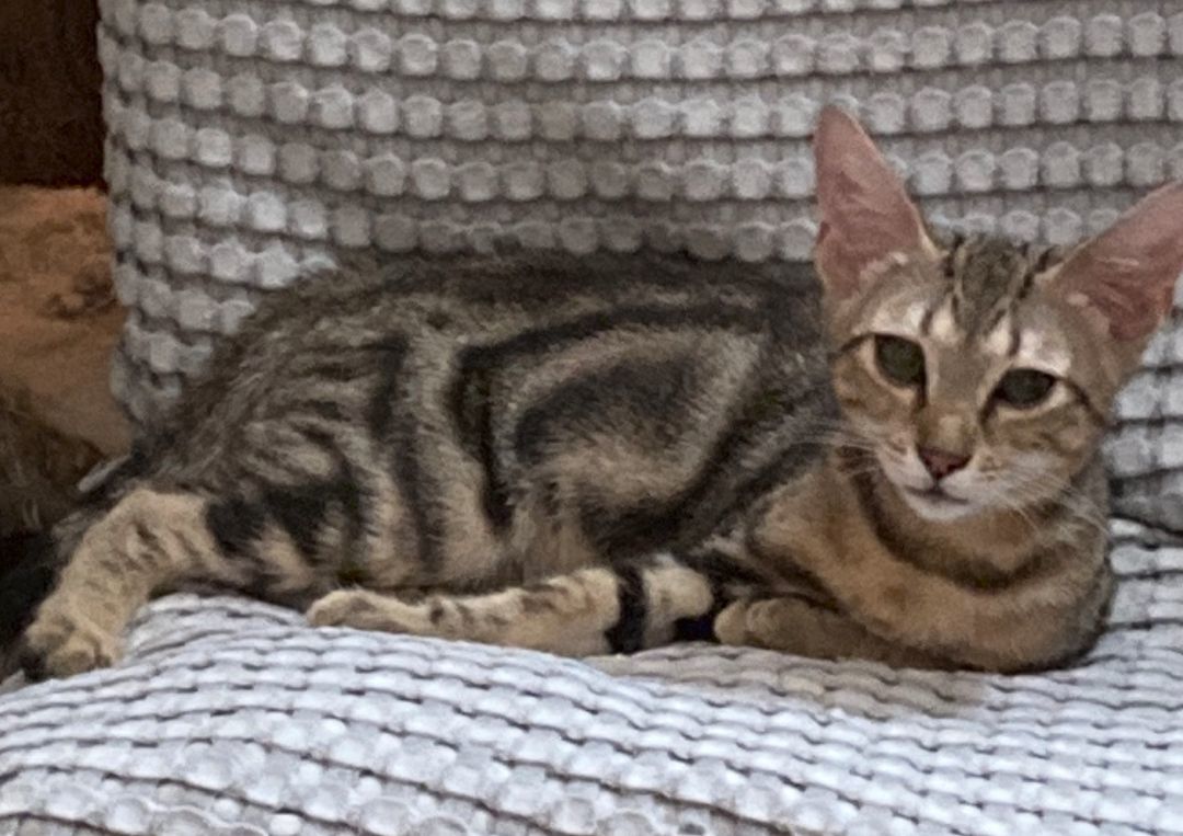 Enlarge HONEY, a Adoptable Domestic Short Hair in New York, NY image 3/6