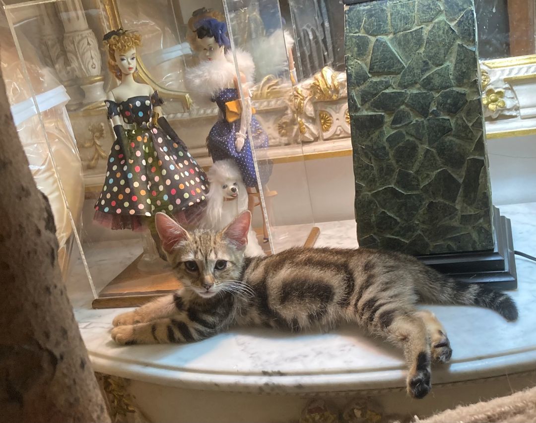 Enlarge HONEY, a Adoptable Domestic Short Hair in New York, NY image 4/6