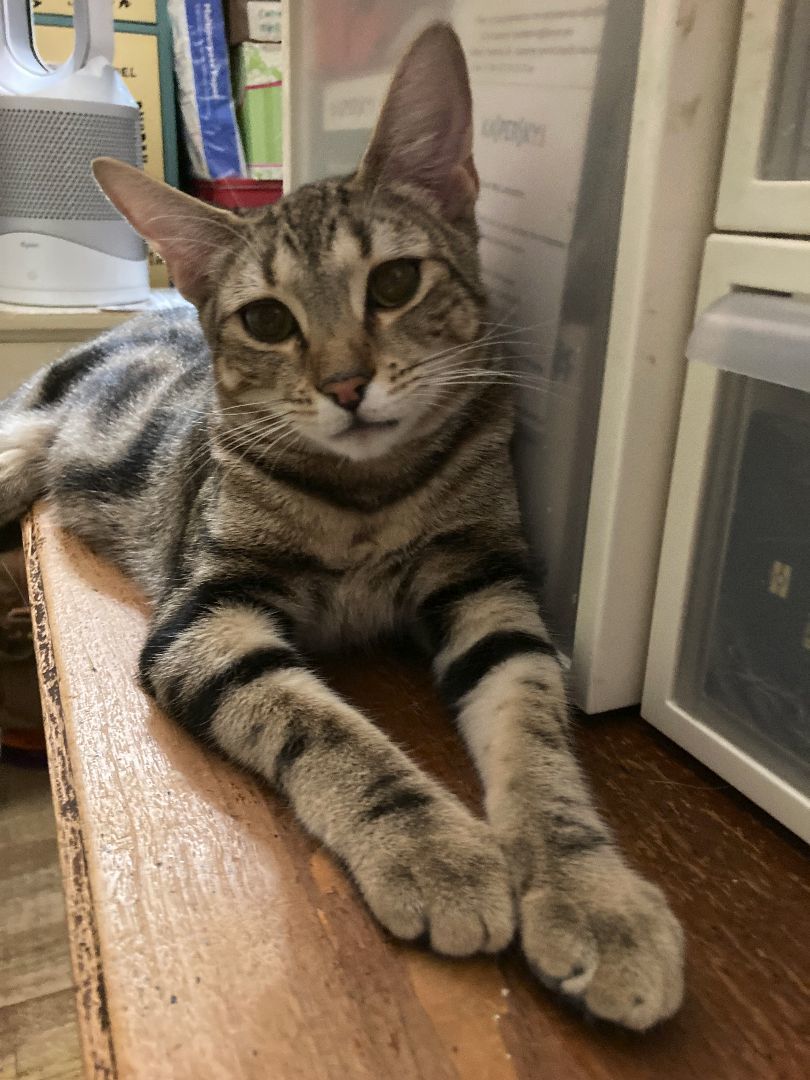 Enlarge HONEY, a Adoptable Domestic Short Hair in New York, NY image 5/6