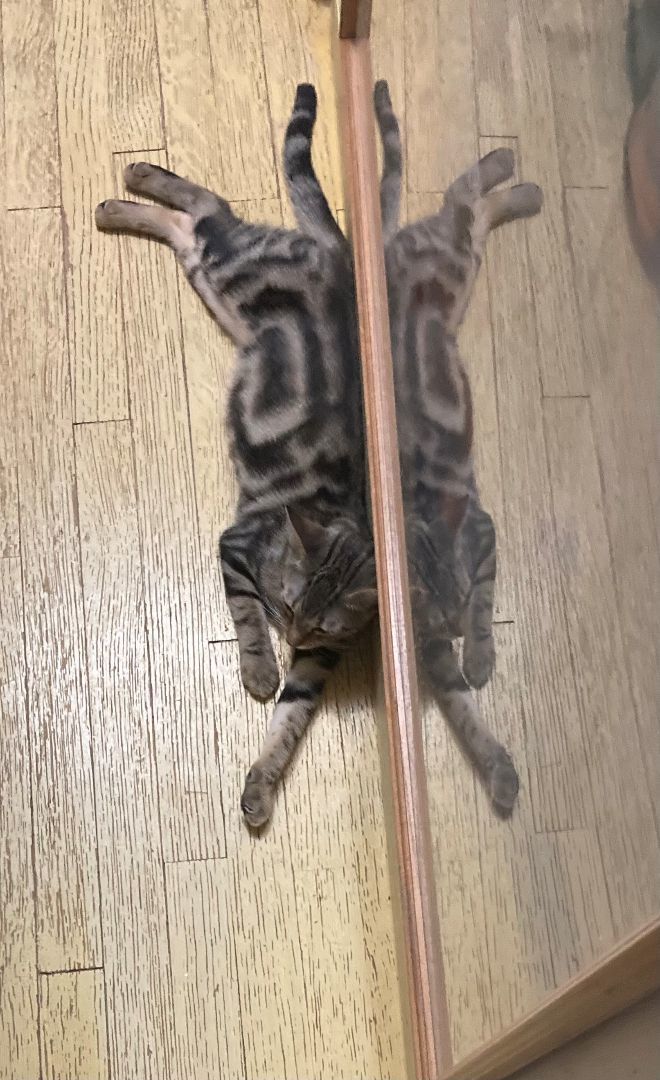 Enlarge HONEY, a Adoptable Domestic Short Hair in New York, NY image 6/6