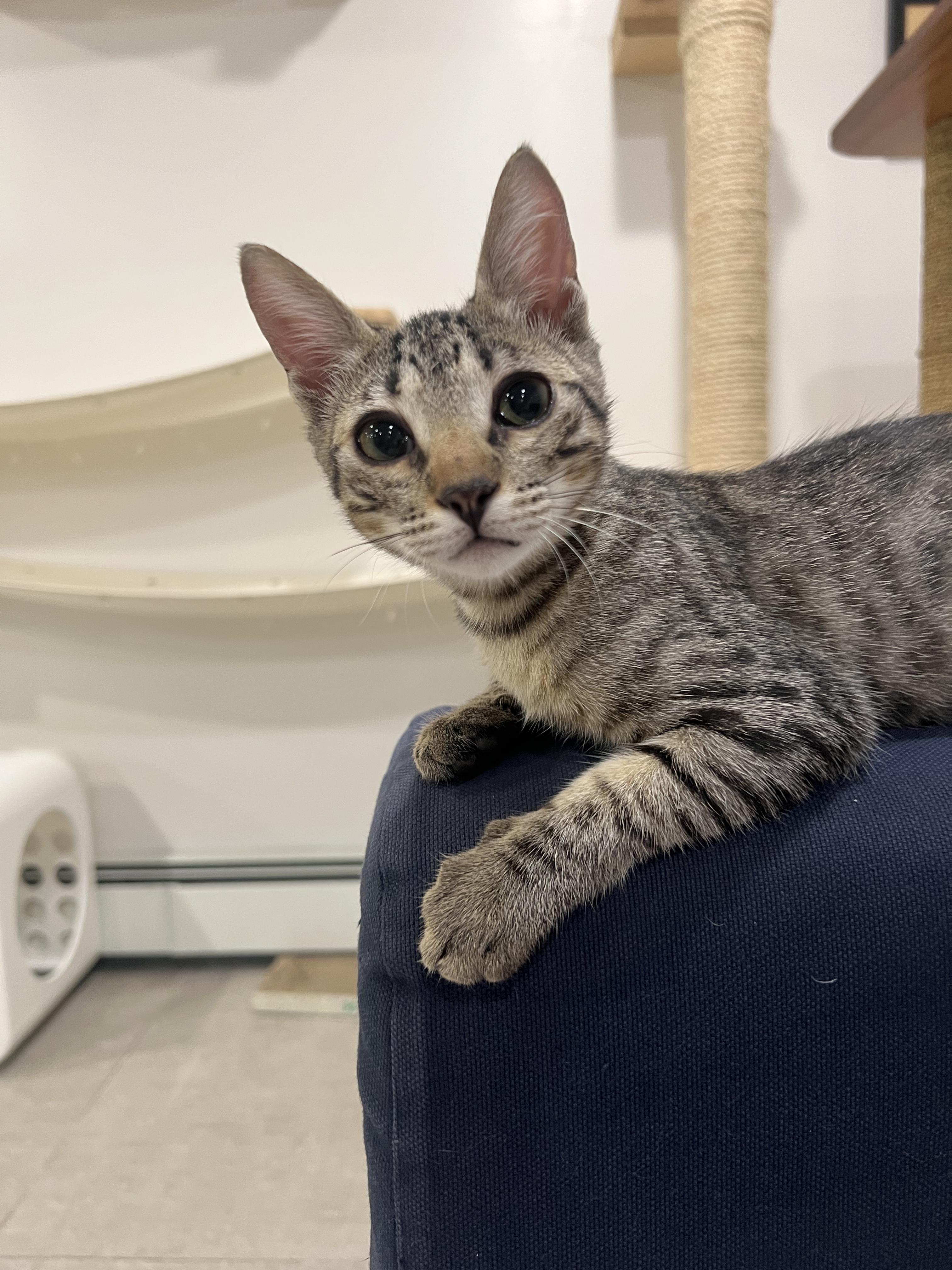 Enlarge Mindy, a ADOPTABLE Domestic Short Hair in Wellesley, MA image 5/6