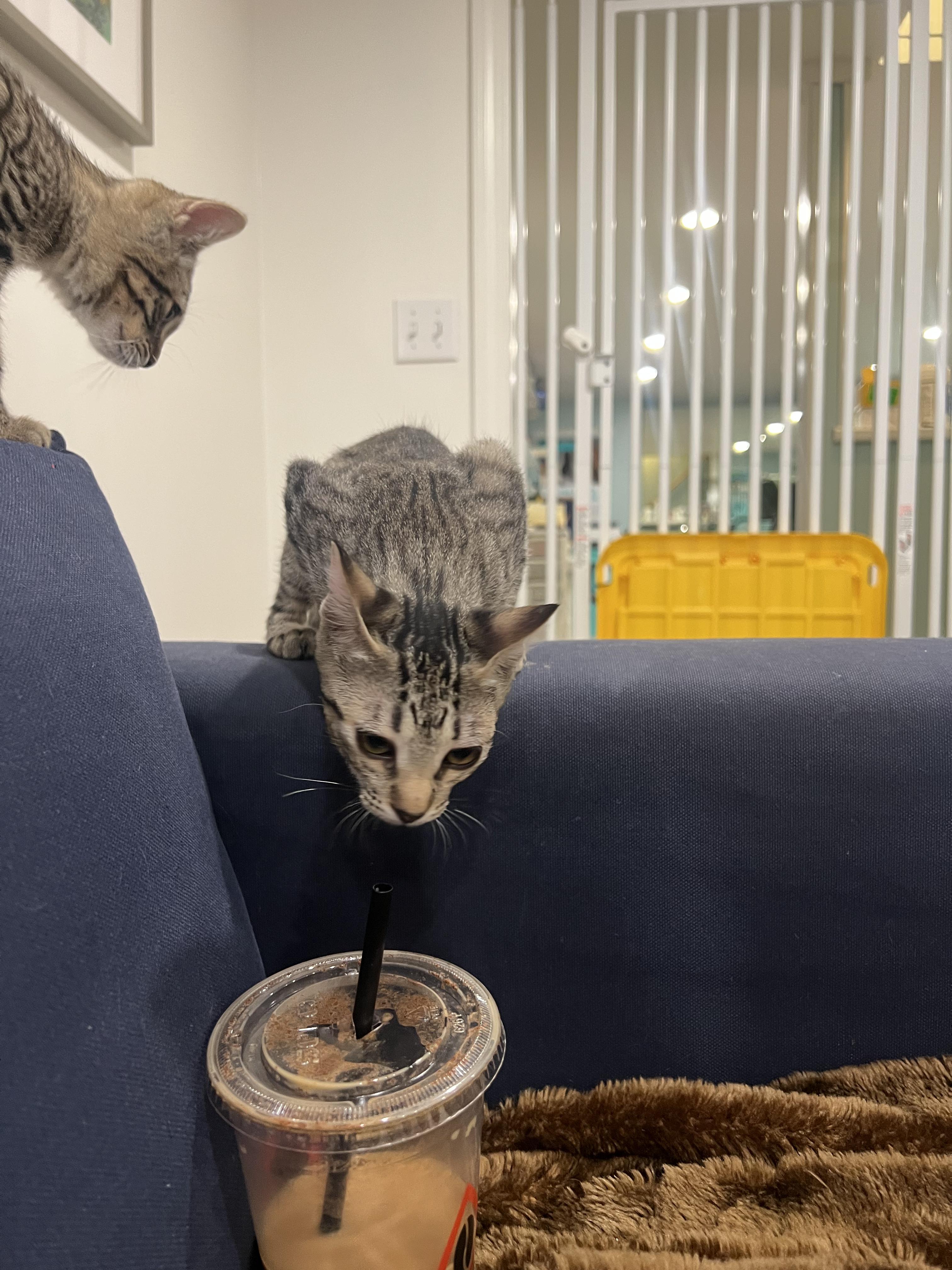 Enlarge Mindy, a ADOPTABLE Domestic Short Hair in Wellesley, MA image 3/6