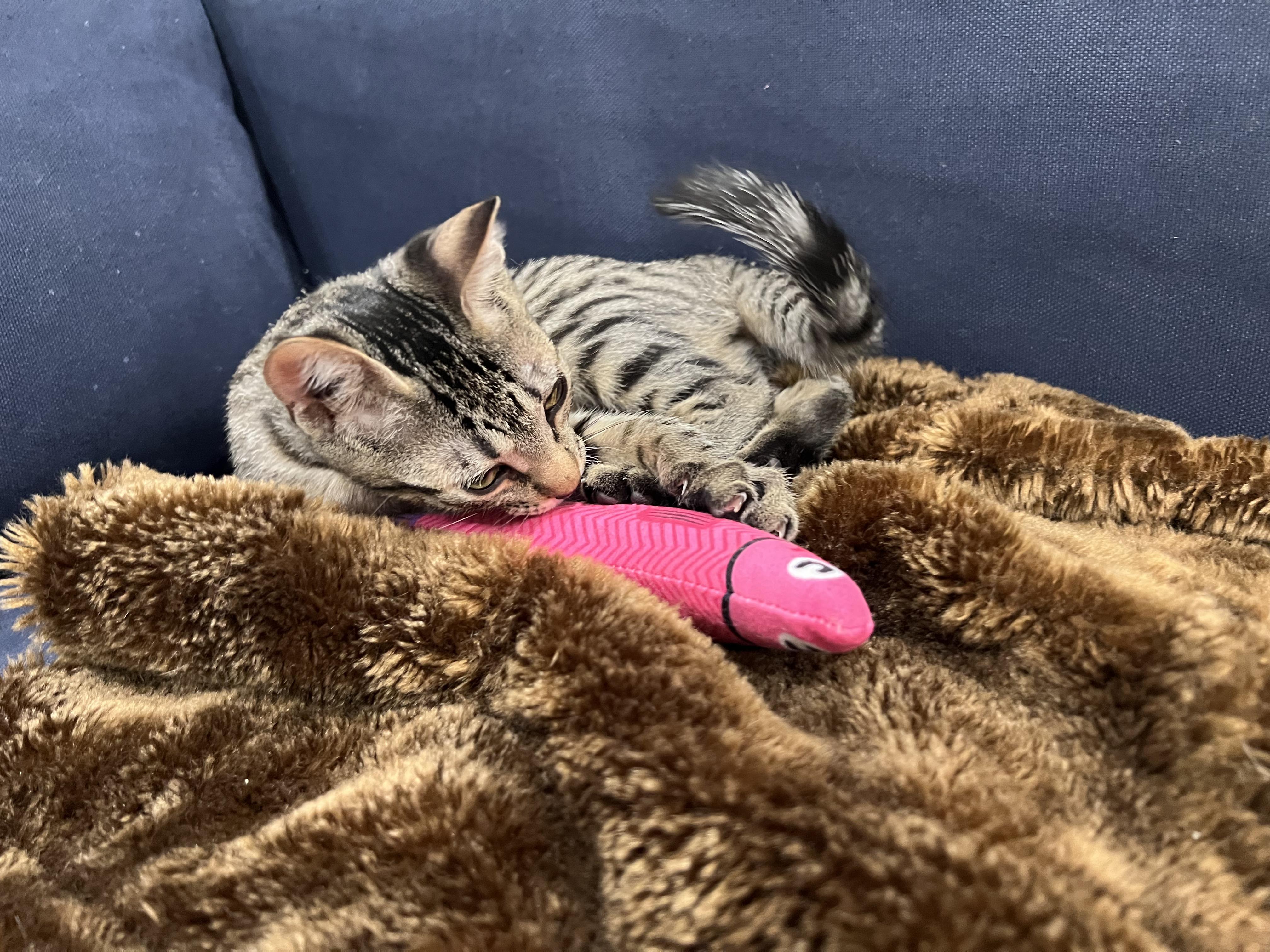 Enlarge Mindy, a ADOPTABLE Domestic Short Hair in Wellesley, MA image 4/6