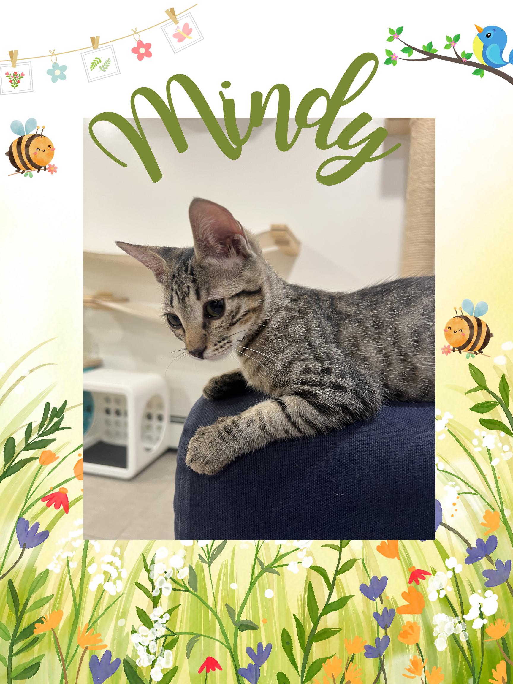 Enlarge Mindy, a ADOPTABLE Domestic Short Hair in Wellesley, MA image 1/6