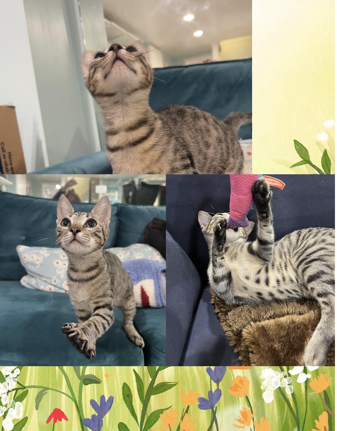 Enlarge Mindy, a ADOPTABLE Domestic Short Hair in Wellesley, MA image 2/6