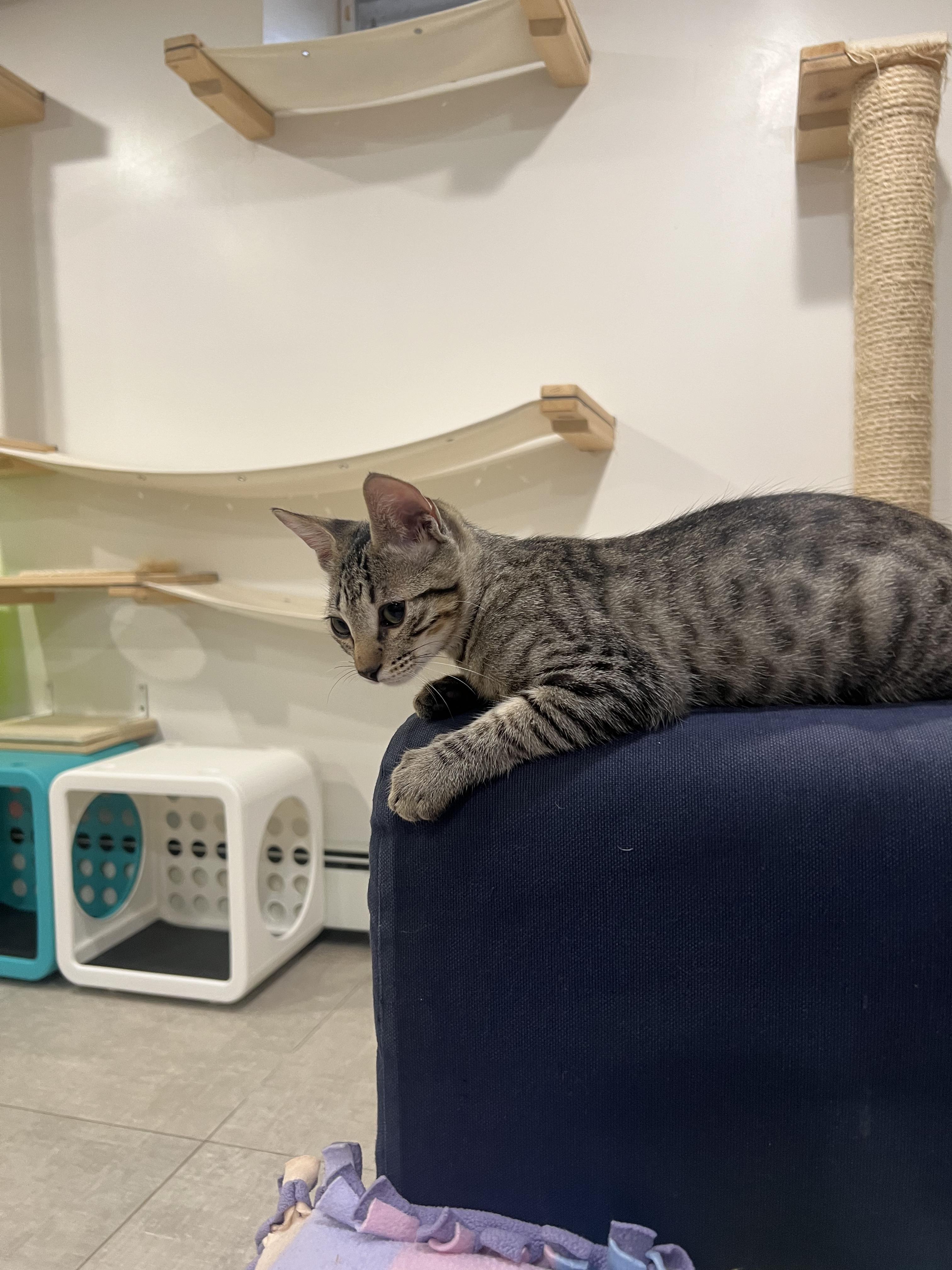 Enlarge Mindy, a ADOPTABLE Domestic Short Hair in Wellesley, MA image 6/6