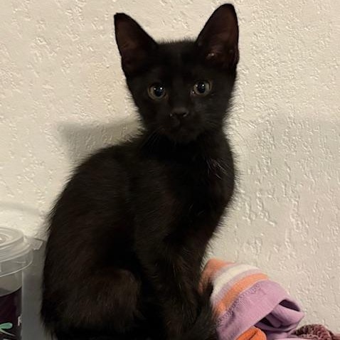 Chai VanDeusen, adopted, Kitten Female Domestic Short Hair.