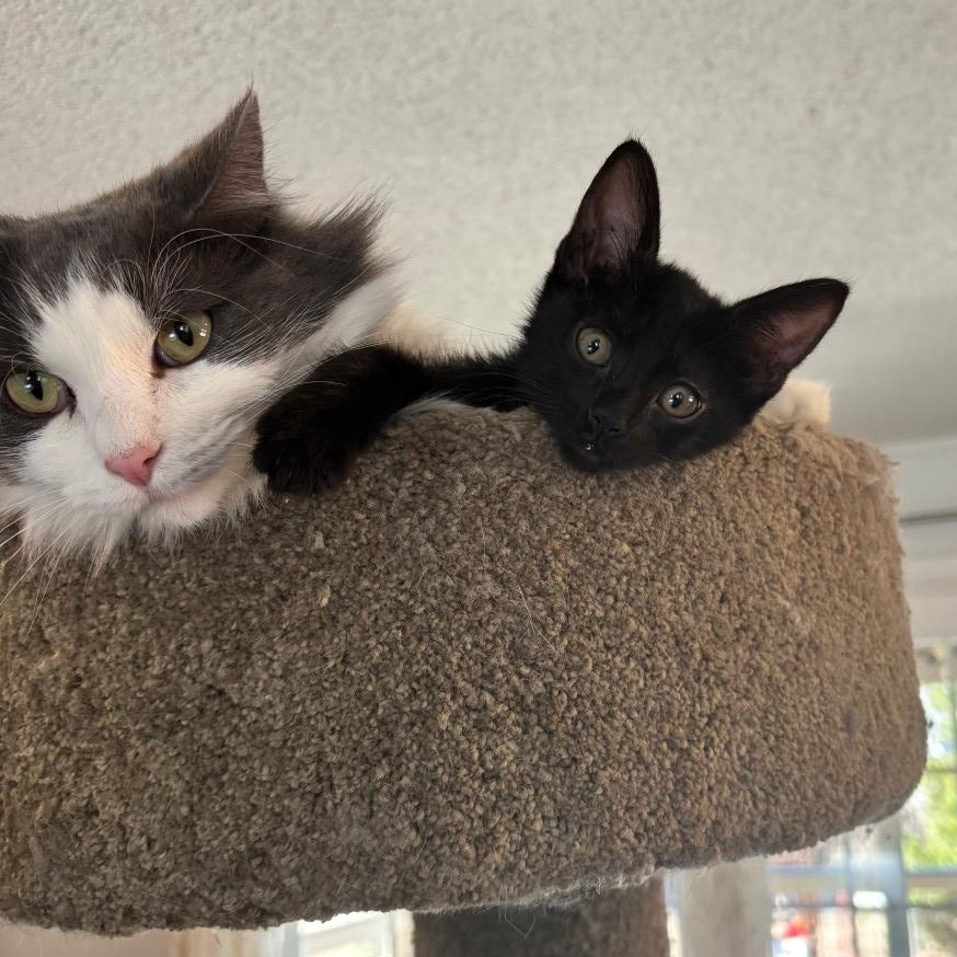 Enlarge Chai VanDeusen, an adopted mixed breed in Denver, CO image 2/3