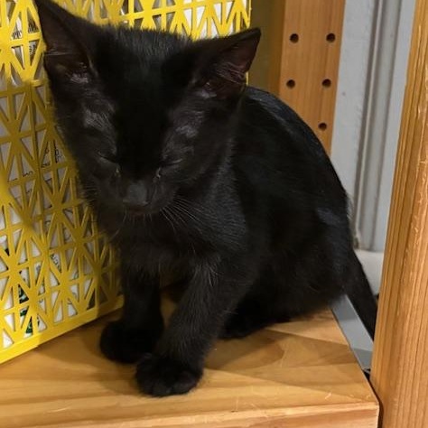 Enlarge Chai VanDeusen, an adopted mixed breed in Denver, CO image 3/3