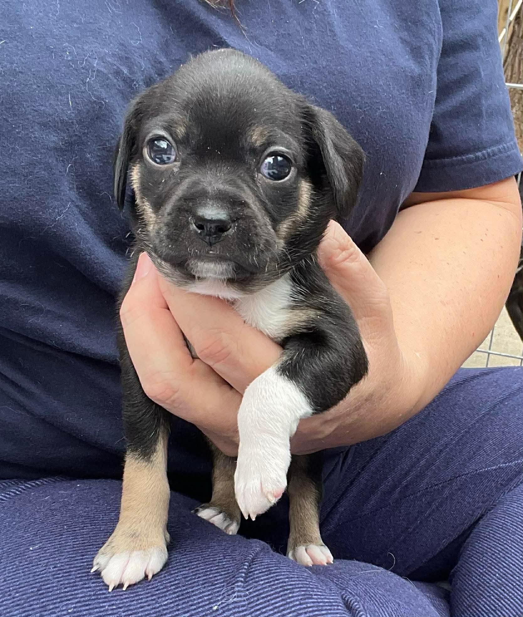 Enlarge Belle, an adopted mixed breed in Lincoln, CA image 2/2