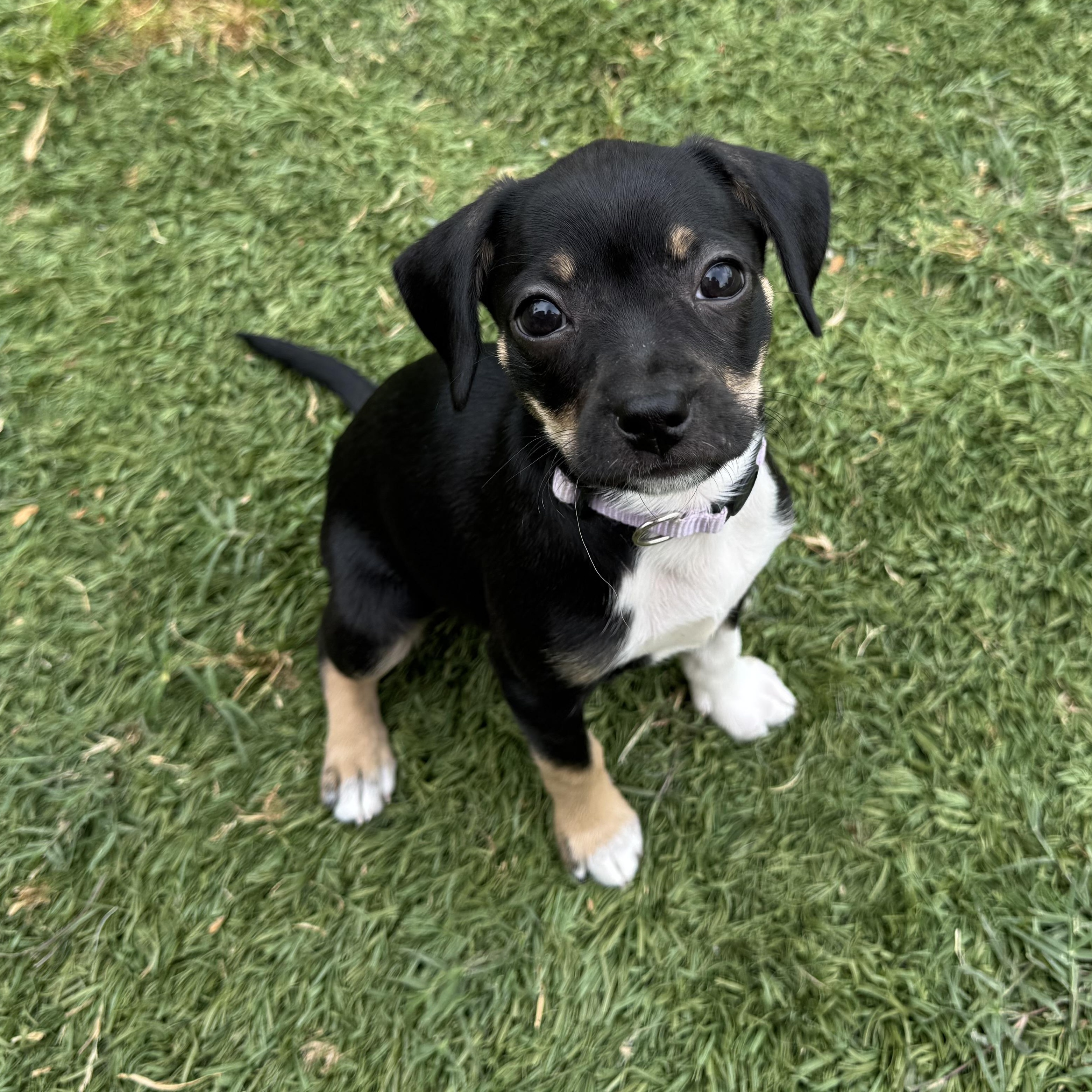 Enlarge Belle, an adopted mixed breed in Lincoln, CA image 1/2