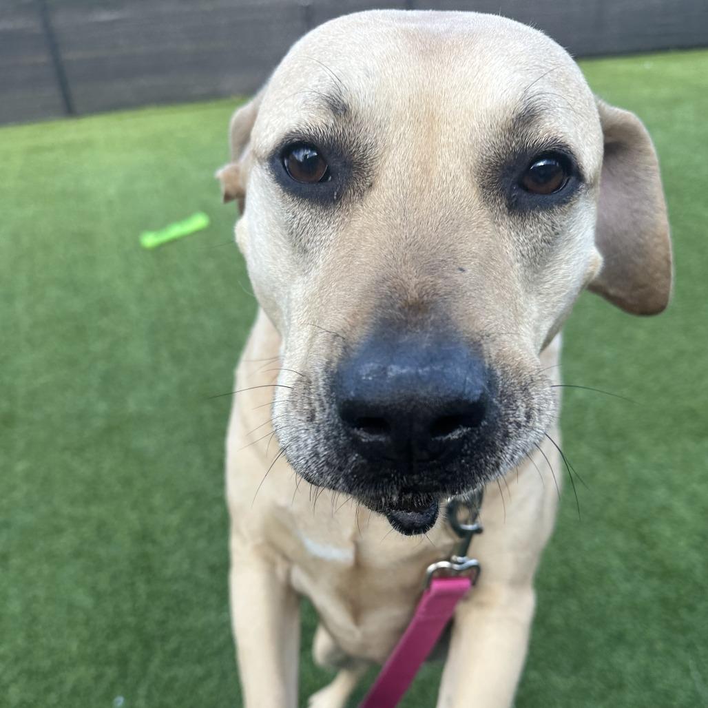 Mario, Adoptable, Senior Male Mixed Breed.