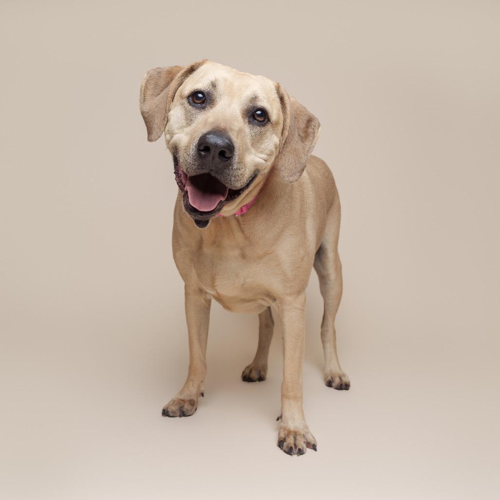 Enlarge Mario, a Adoptable Mixed Breed in Pittsburgh, PA image 3/6