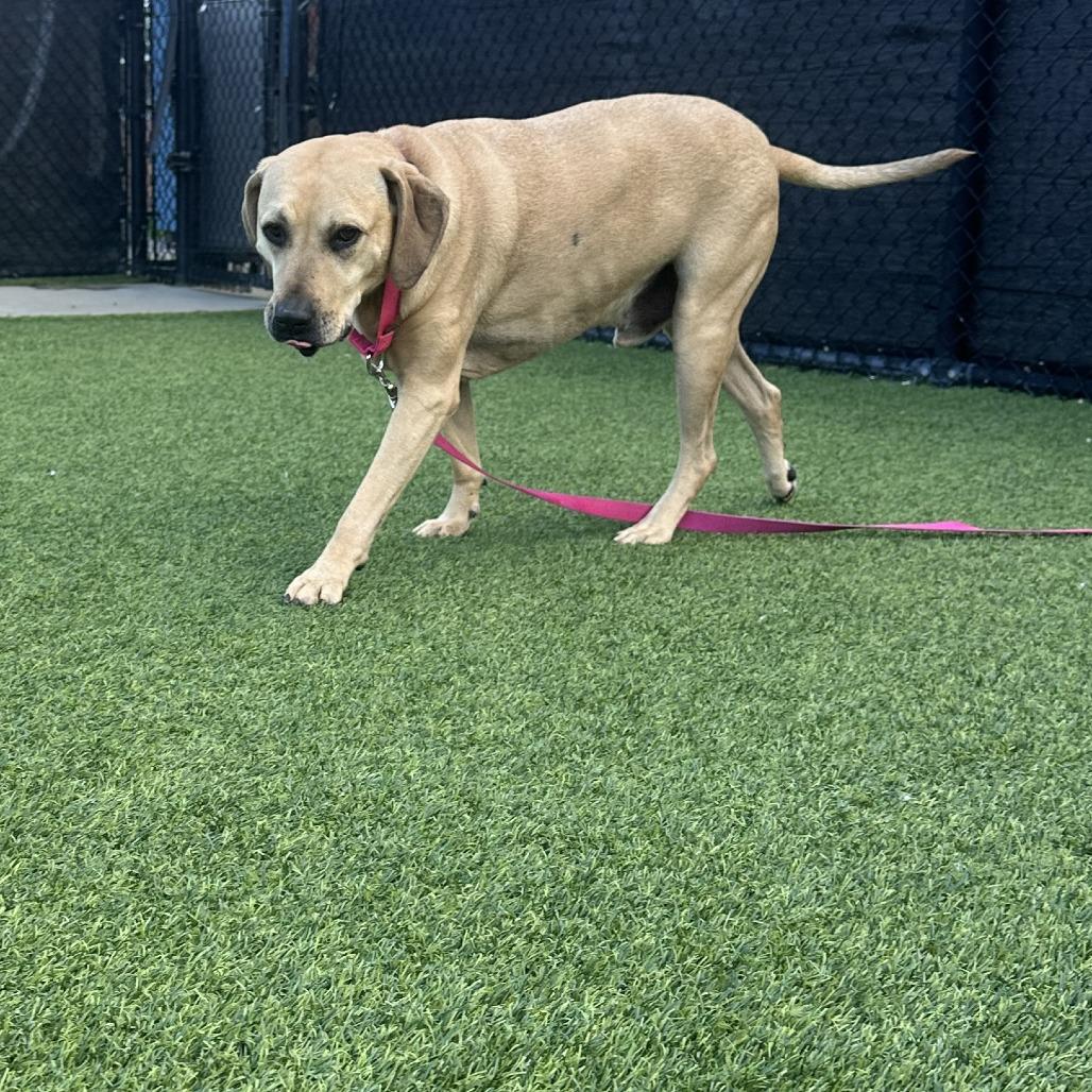 Enlarge Mario, a Adoptable Mixed Breed in Pittsburgh, PA image 5/6