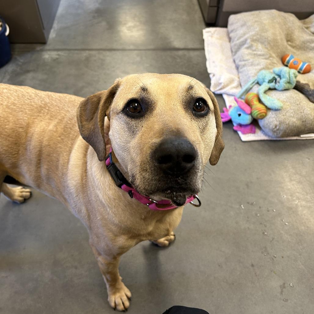 Enlarge Mario, a Adoptable Mixed Breed in Pittsburgh, PA image 6/6