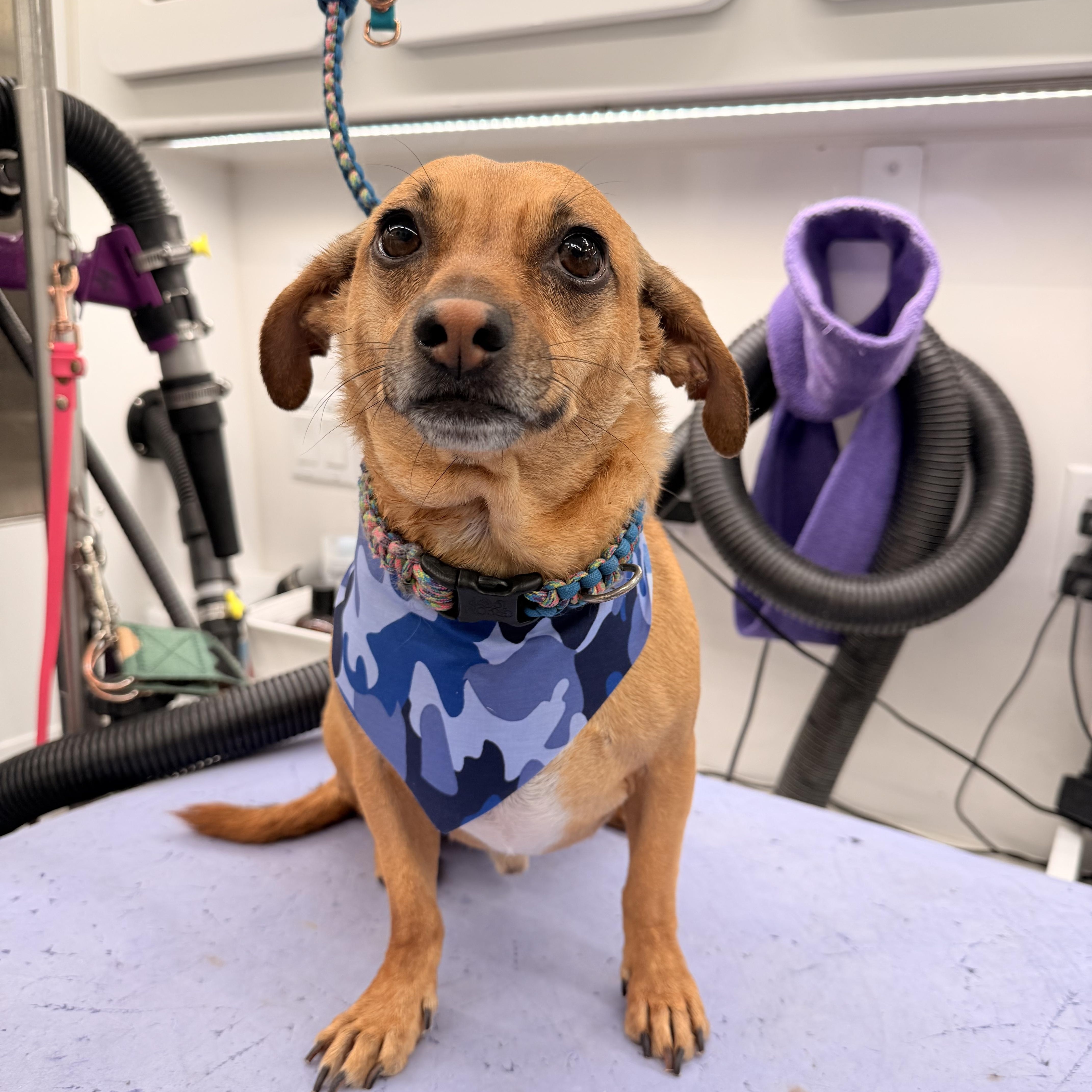 Ollie, an adopted mixed breed in Las Vegas, NV image 3/3