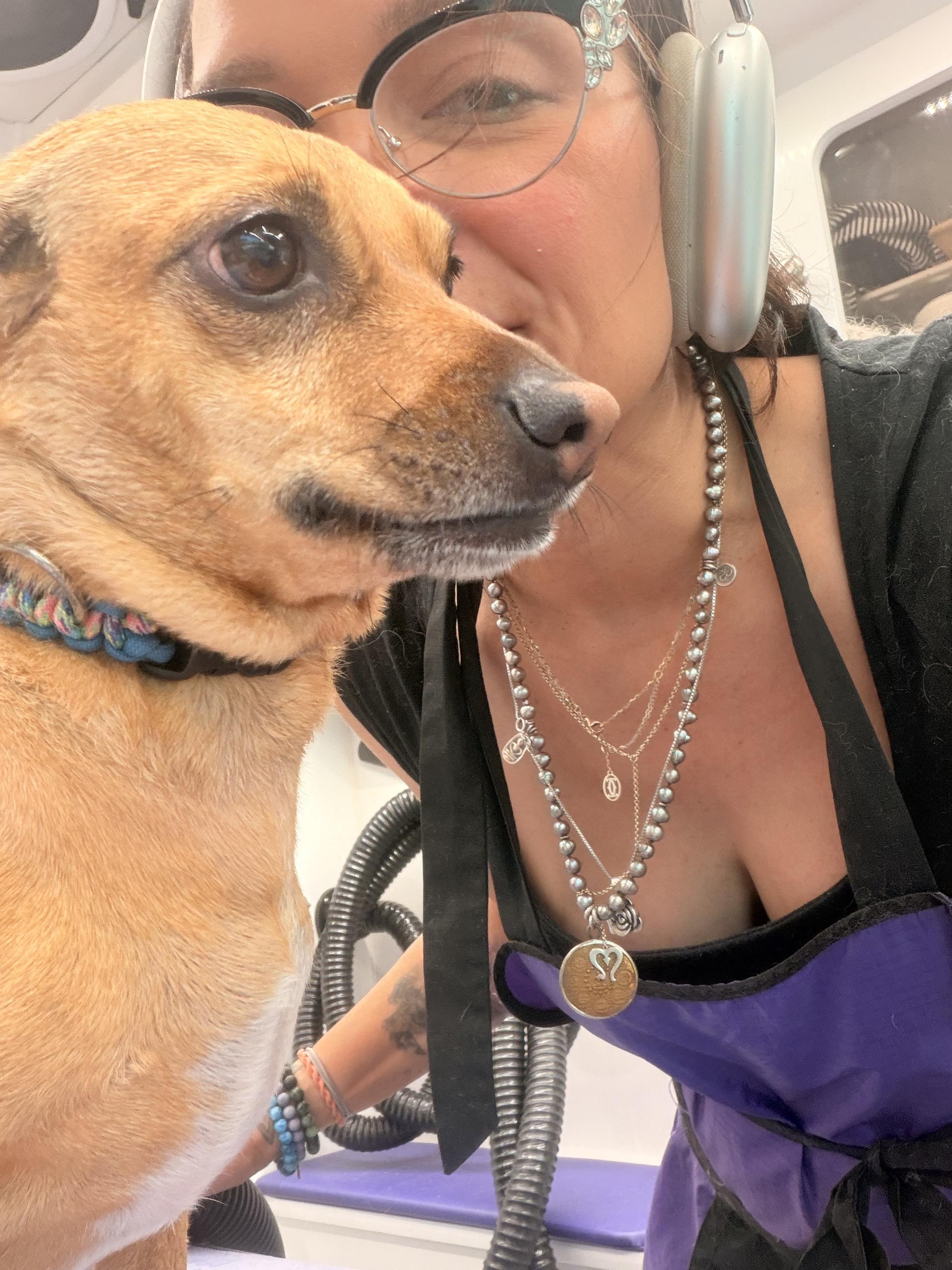 Ollie, adopted, Young Male Bolognese.