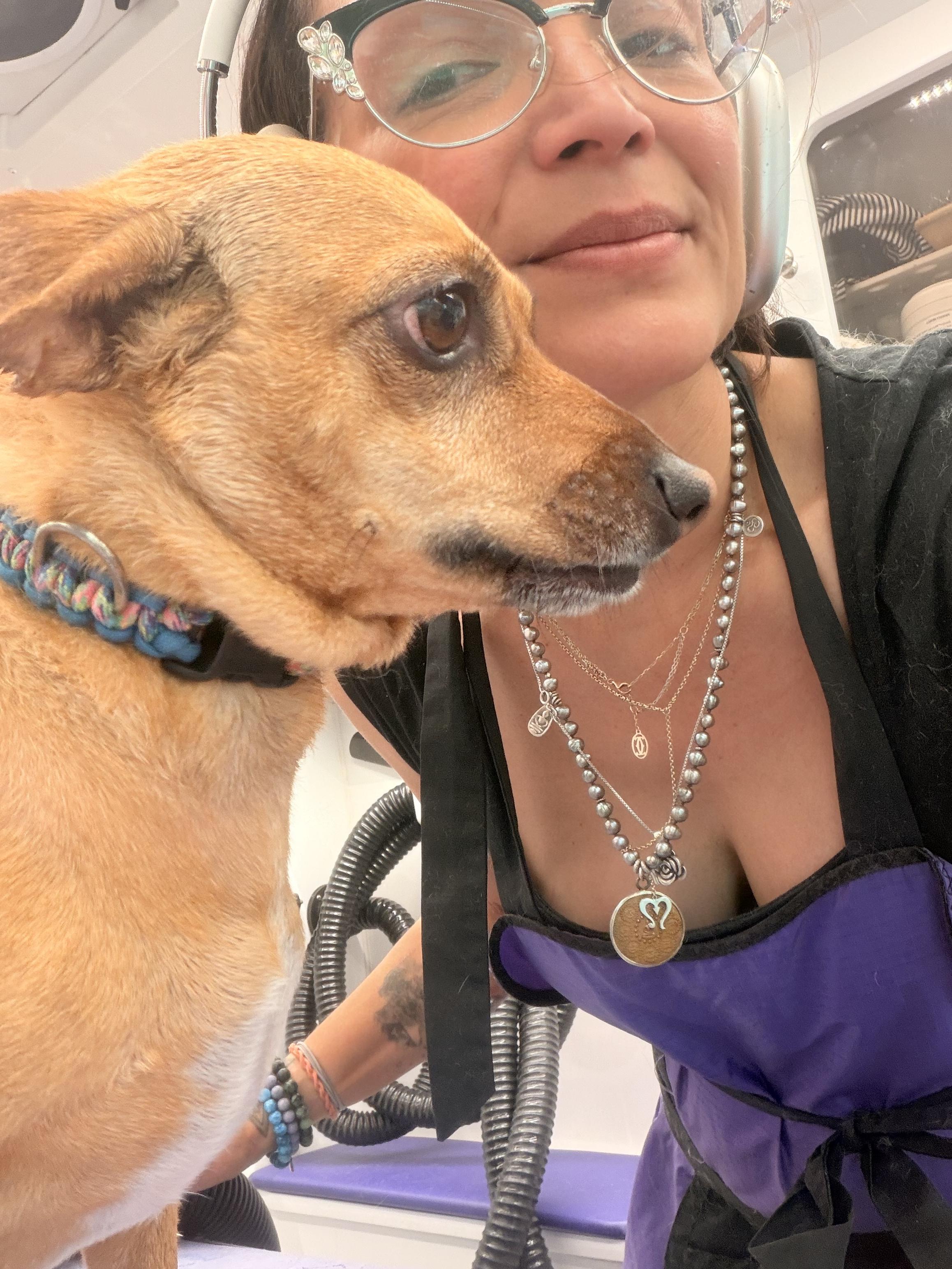 Ollie, an adopted mixed breed in Las Vegas, NV image 2/3
