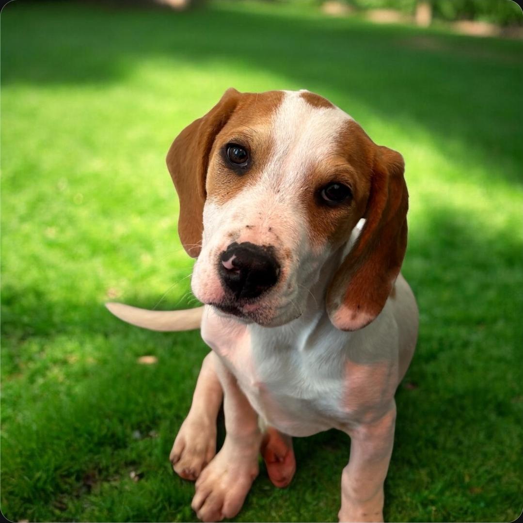 Amelia, ADOPTABLE, Puppy Female Coonhound & Beagle.