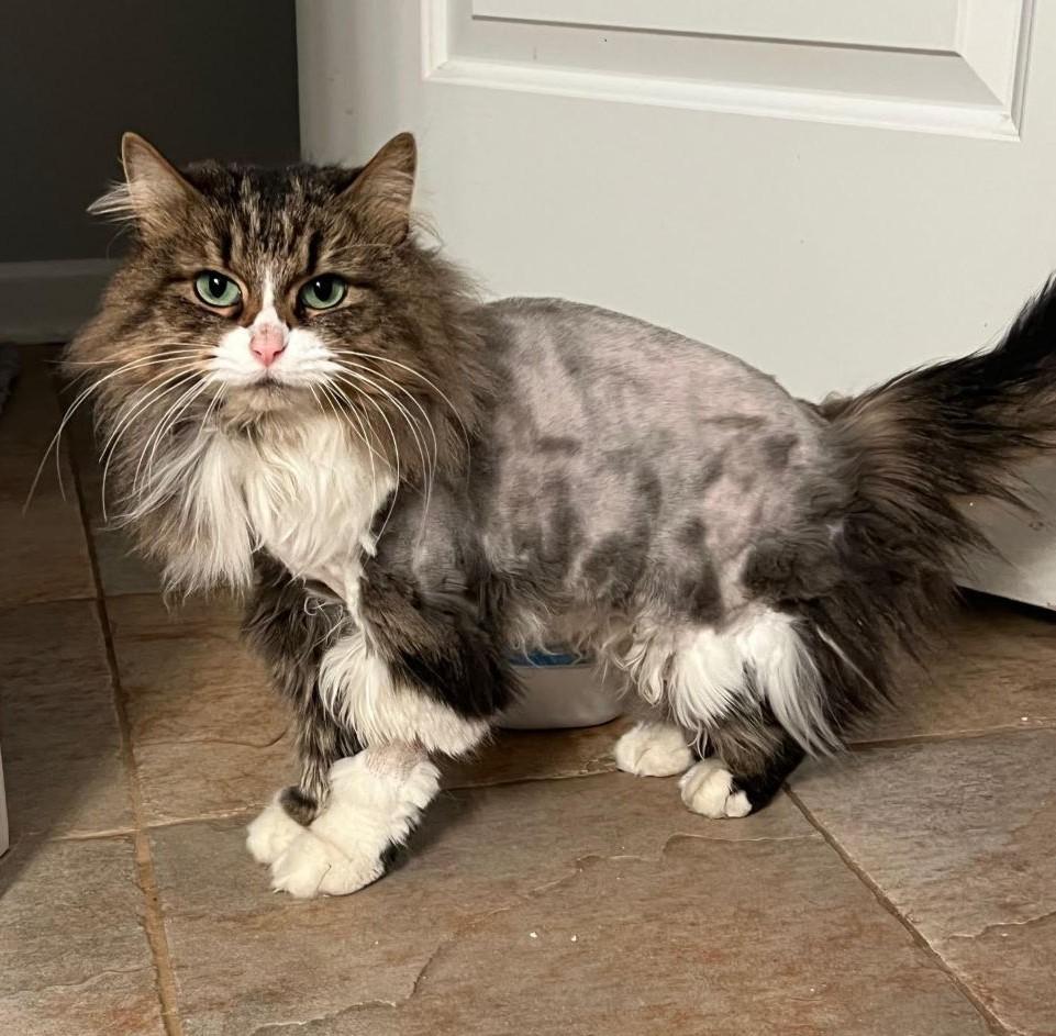 Beautiful - amazing EYES and personality! , ADOPTABLE, Adult Female Domestic Long Hair & Maine Coon.