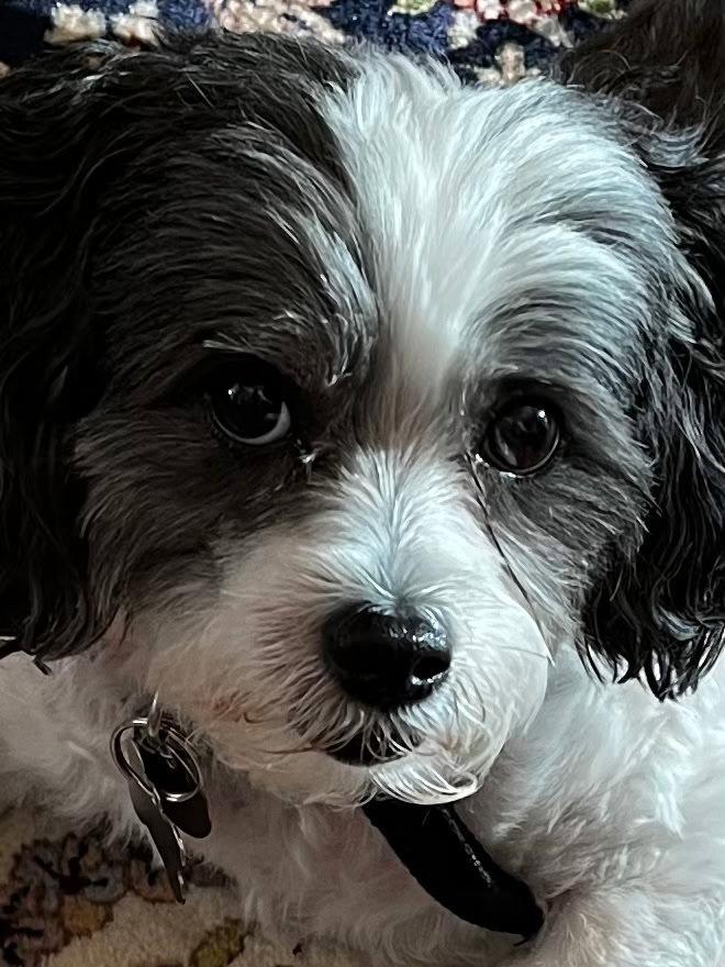 Cooper, Adoptable, Senior Male Shih Tzu.