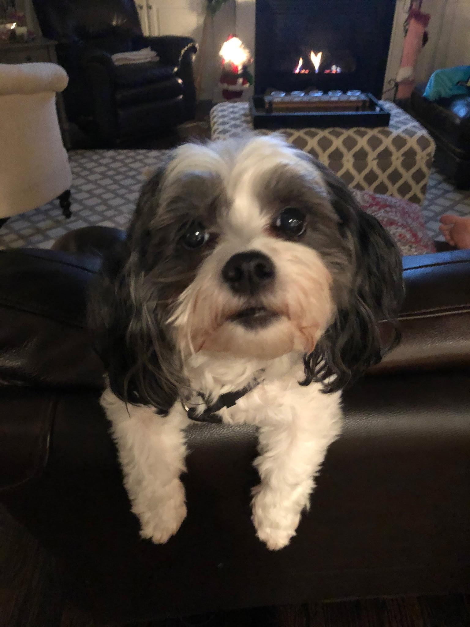 Enlarge Cooper, a Adoptable Shih Tzu in Mooresville, NC image 2/3