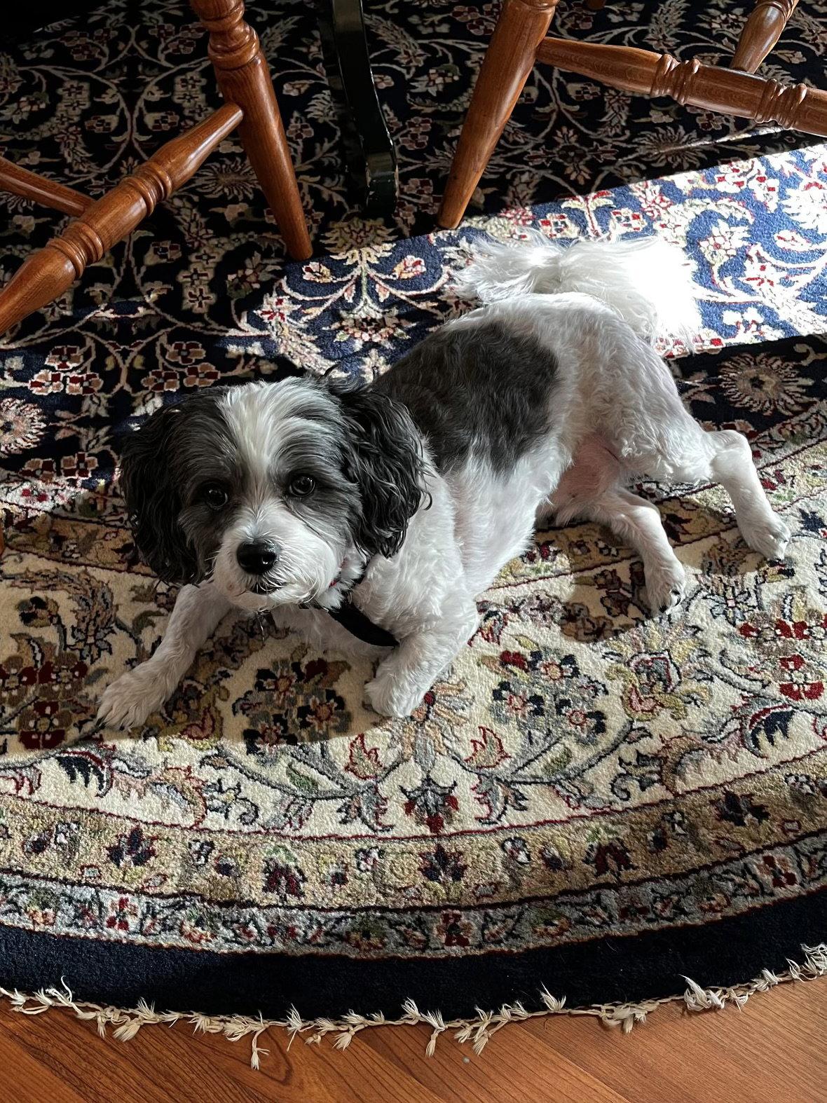Enlarge Cooper, a Adoptable Shih Tzu in Mooresville, NC image 3/3