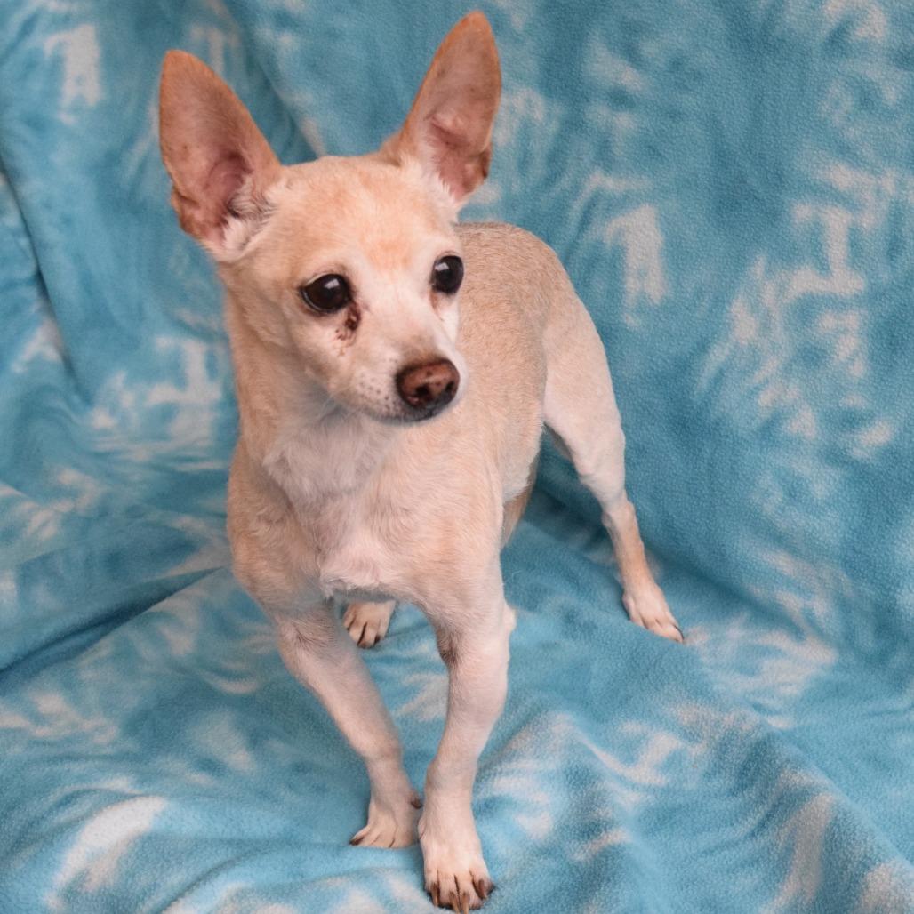 Enlarge Presto, a Adoptable Chihuahua in Eureka, CA image 1/3