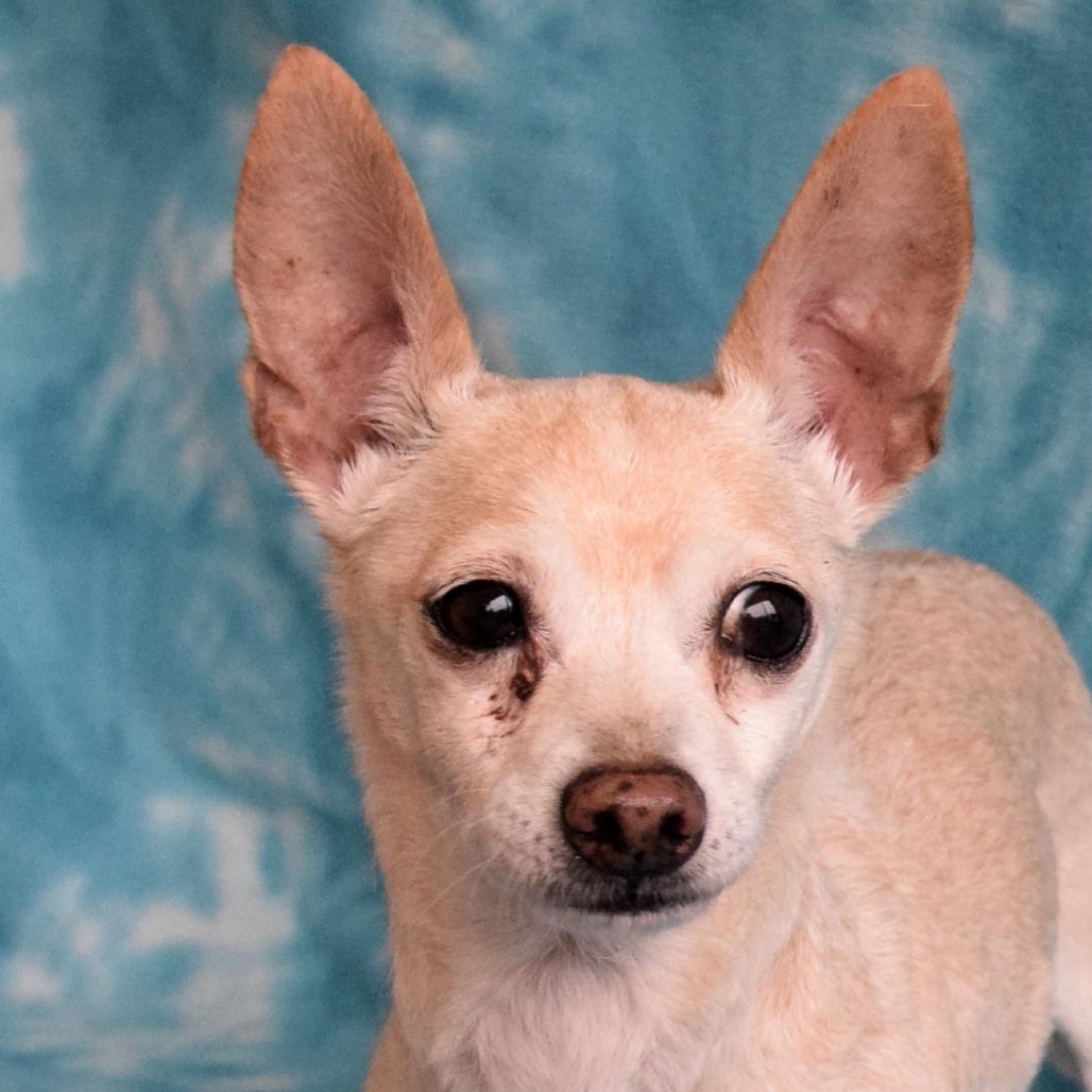 Enlarge Presto, a Adoptable Chihuahua in Eureka, CA image 2/3