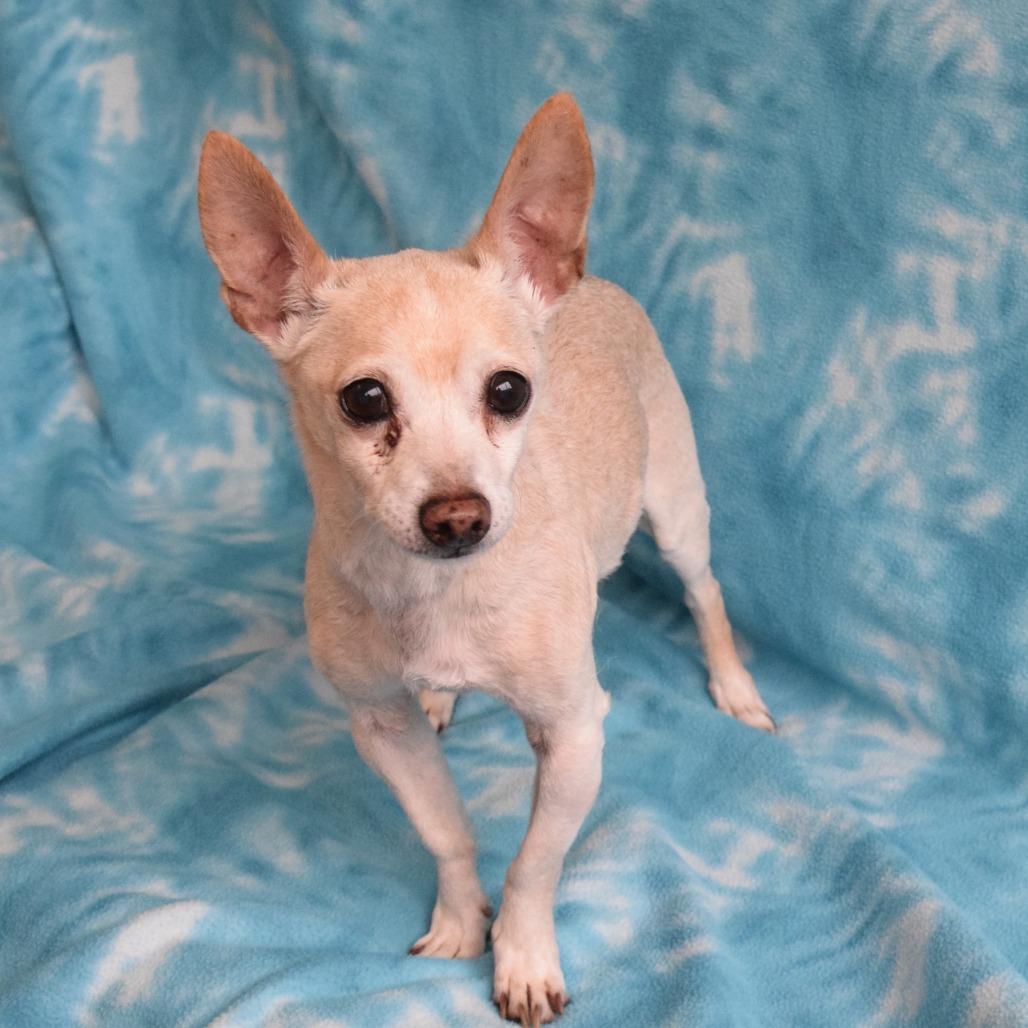 Enlarge Presto, a Adoptable Chihuahua in Eureka, CA image 3/3