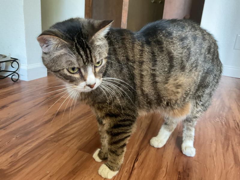 Enlarge Bodie, a Adoptable Tabby in Waverly, IA image 2/5