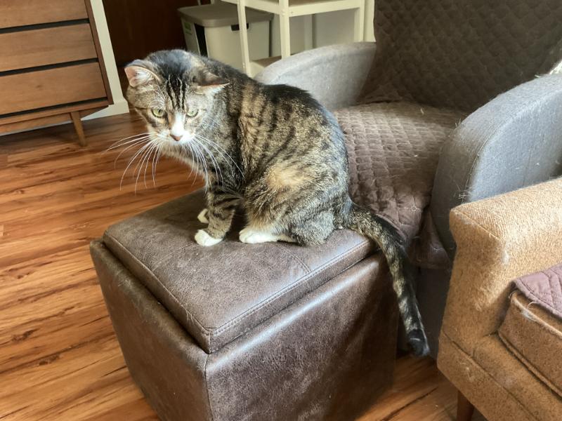 Enlarge Bodie, a Adoptable Tabby in Waverly, IA image 3/5