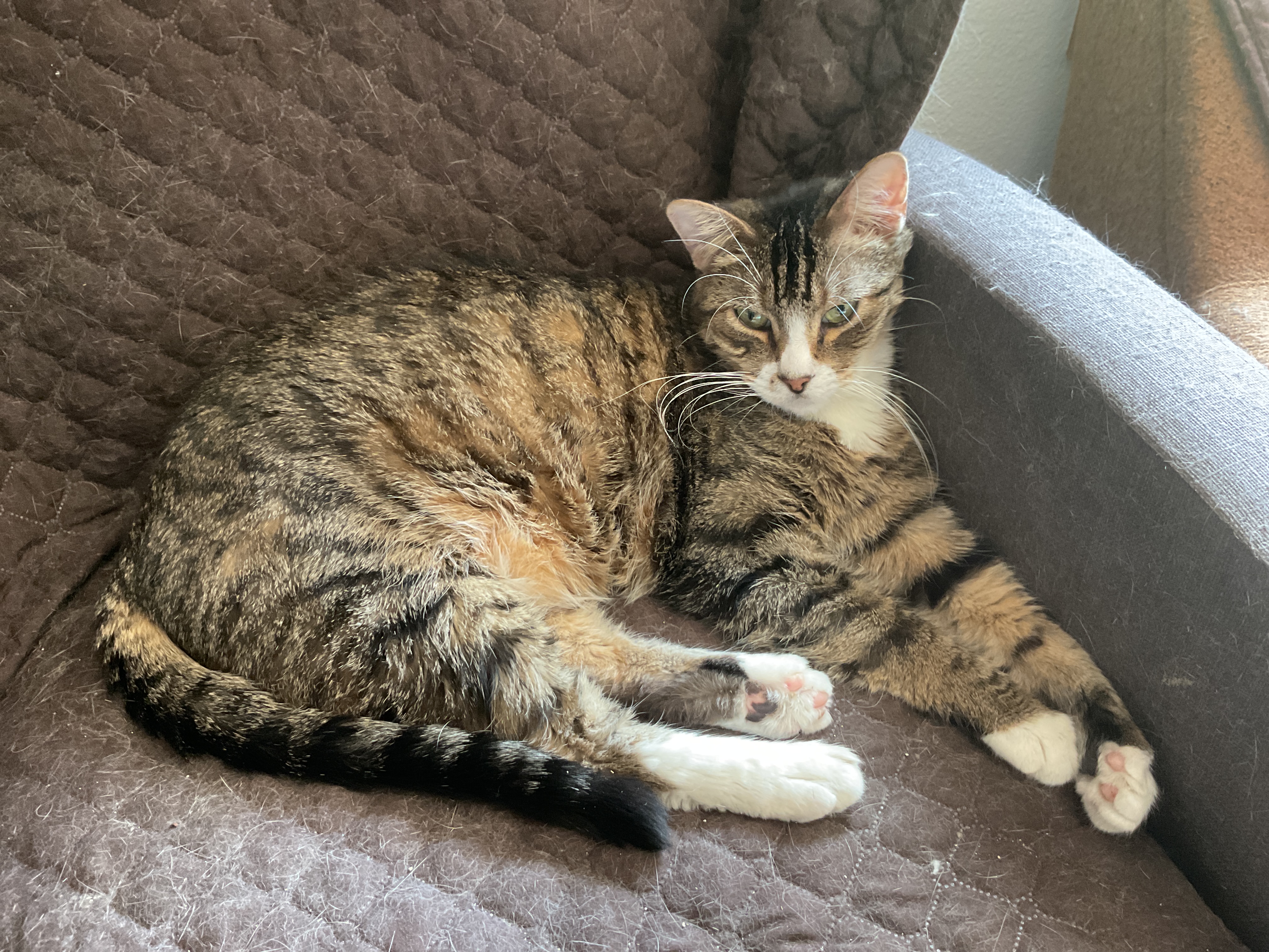 Enlarge Bodie, a Adoptable Tabby in Waverly, IA image 4/5