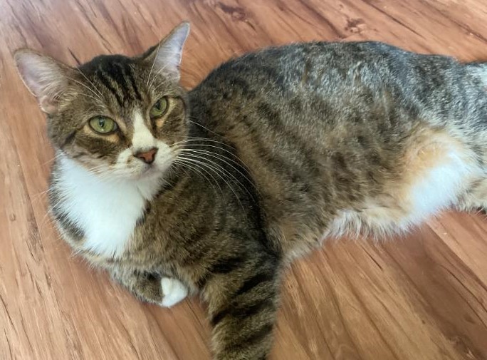 Enlarge Bodie, a Adoptable Tabby in Waverly, IA image 1/5