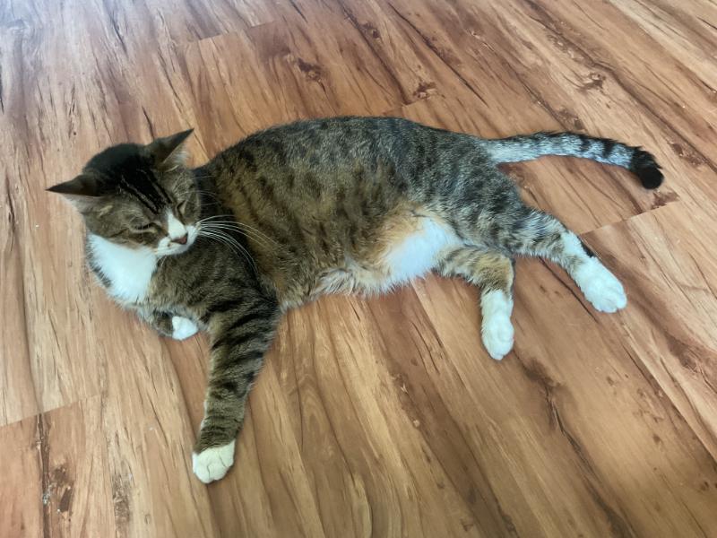 Enlarge Bodie, a Adoptable Tabby in Waverly, IA image 5/5