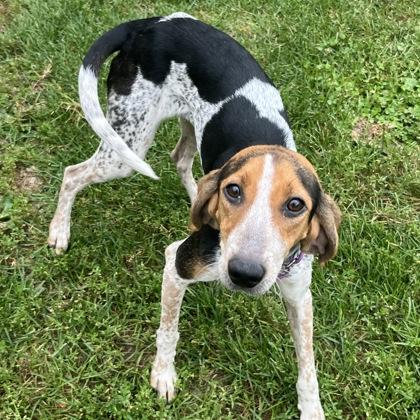 Trick, Adoptable, Young Female Mixed Breed.