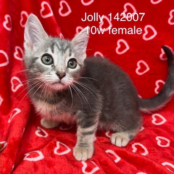 Enlarge Jolly, a Adoptable Domestic Short Hair in New Tazewell, TN image 1/1