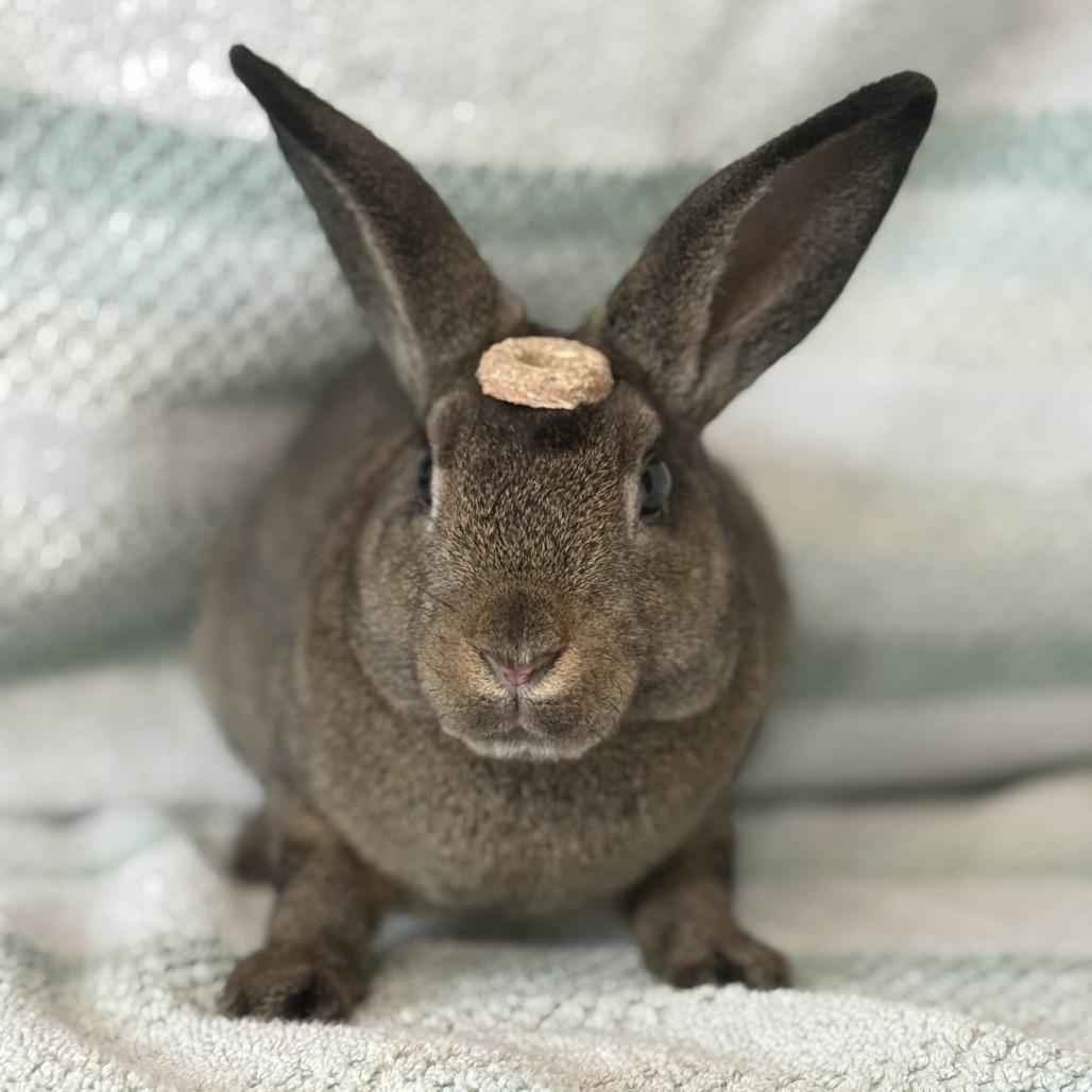 Thor, a Adoptable Holland Lop in The Woodlands, TX image 1/6
