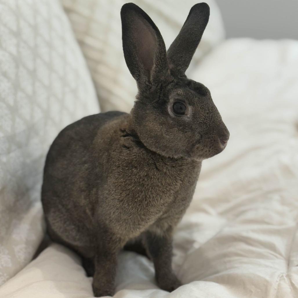 Thor, a Adoptable Holland Lop in The Woodlands, TX image 2/6