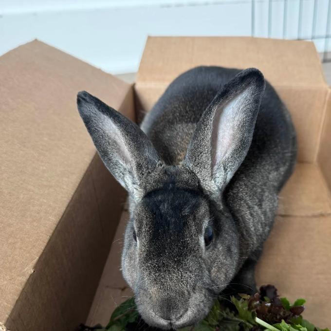Thor, Adoptable, Young Male Holland Lop.