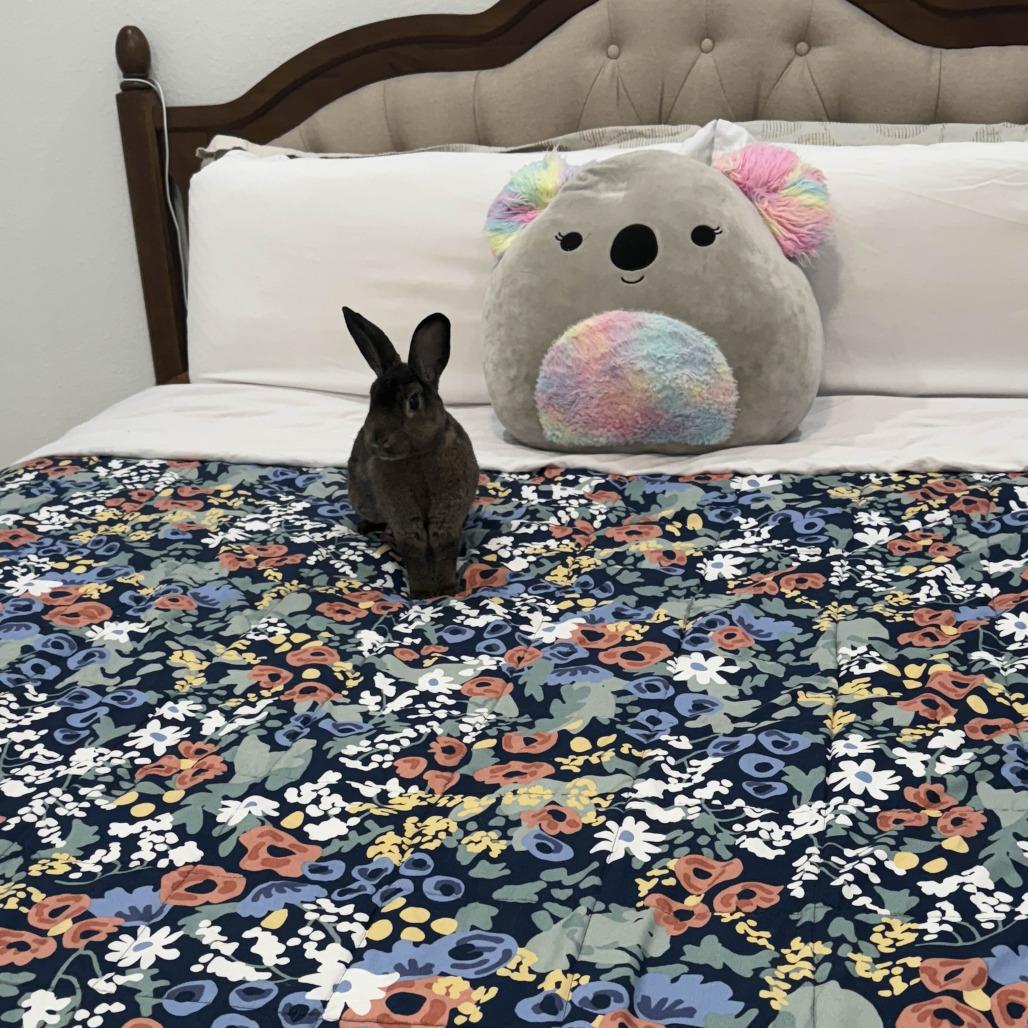 Enlarge Thor, a Adoptable Holland Lop in The Woodlands, TX image 2/6