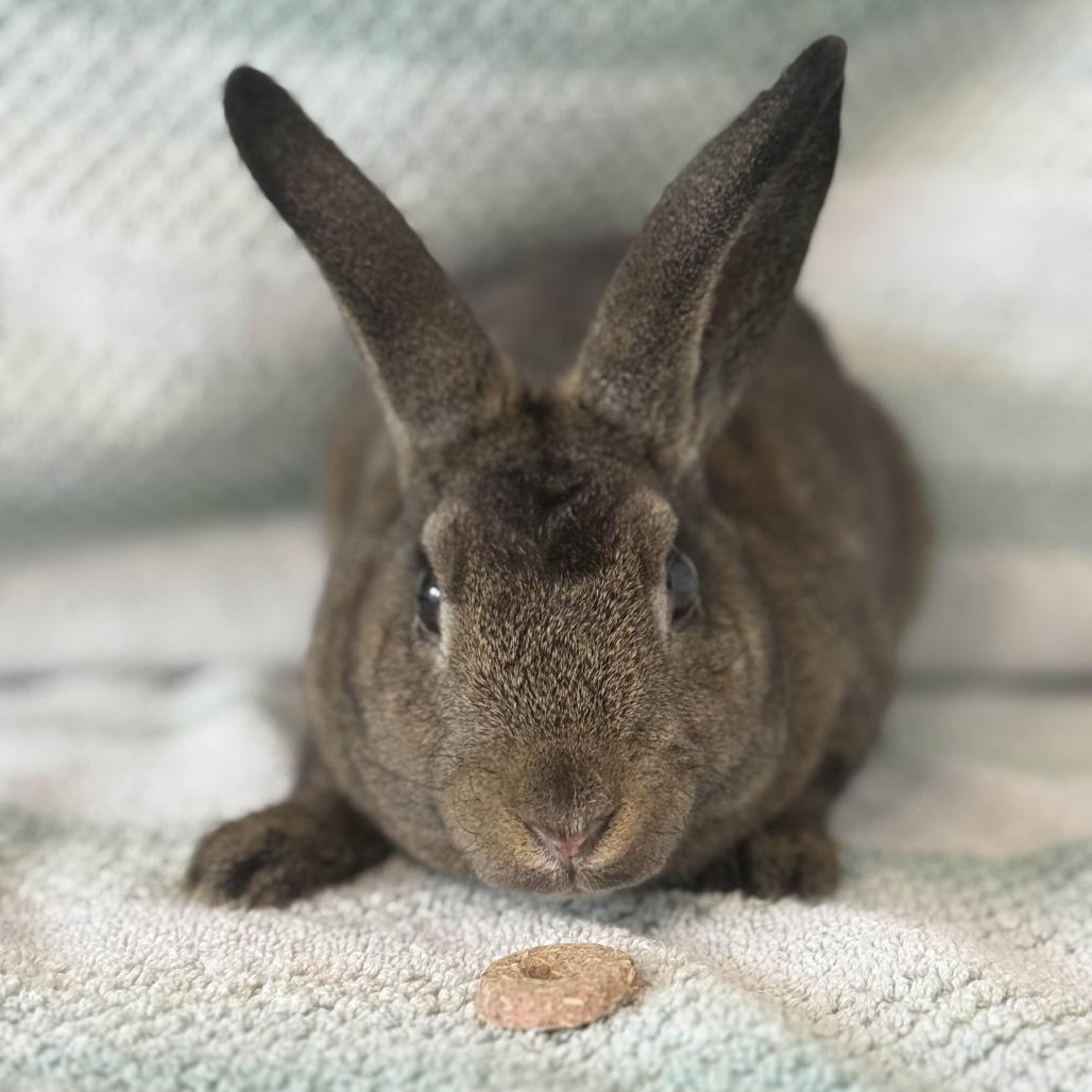 Thor, a Adoptable Holland Lop in The Woodlands, TX image 3/6