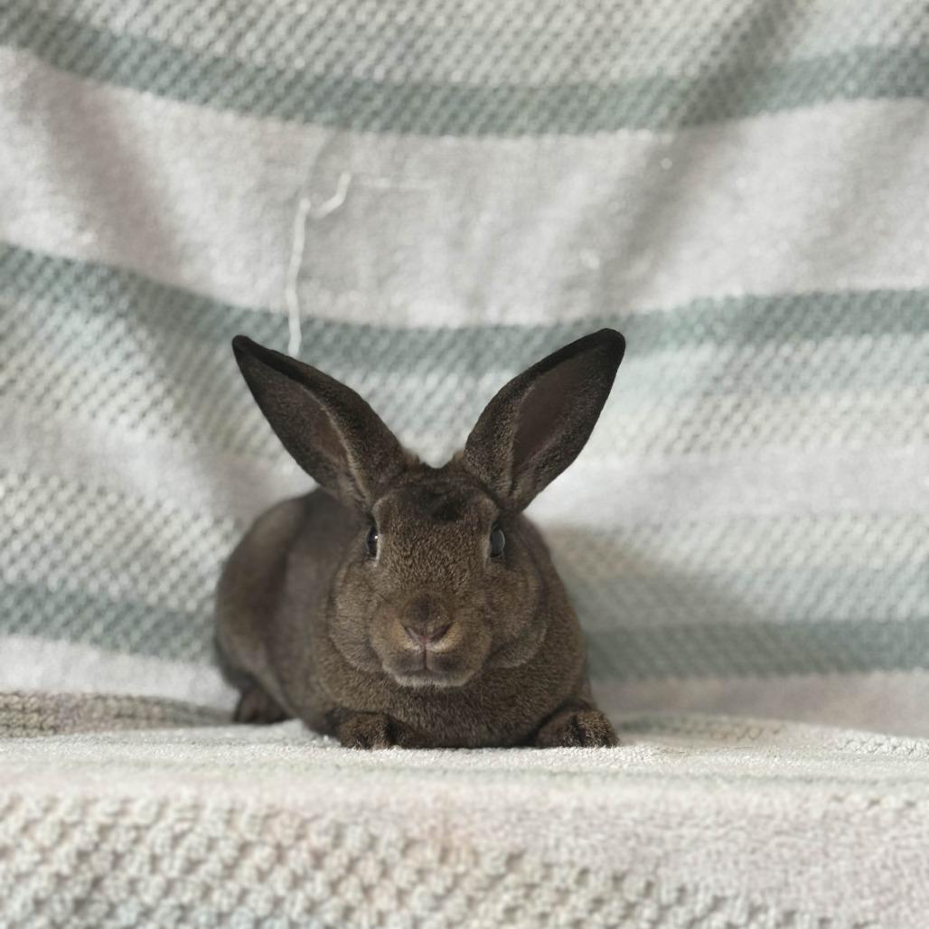 Thor, a Adoptable Holland Lop in The Woodlands, TX image 5/6