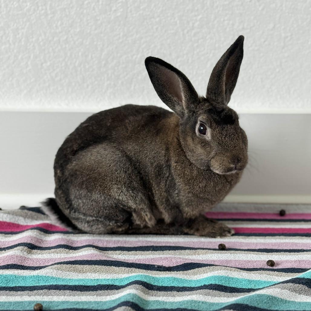 Enlarge Thor, a Adoptable Holland Lop in The Woodlands, TX image 5/6