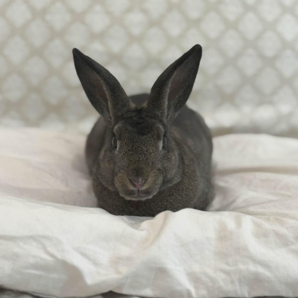 Enlarge Thor, a Adoptable Holland Lop in The Woodlands, TX image 6/6