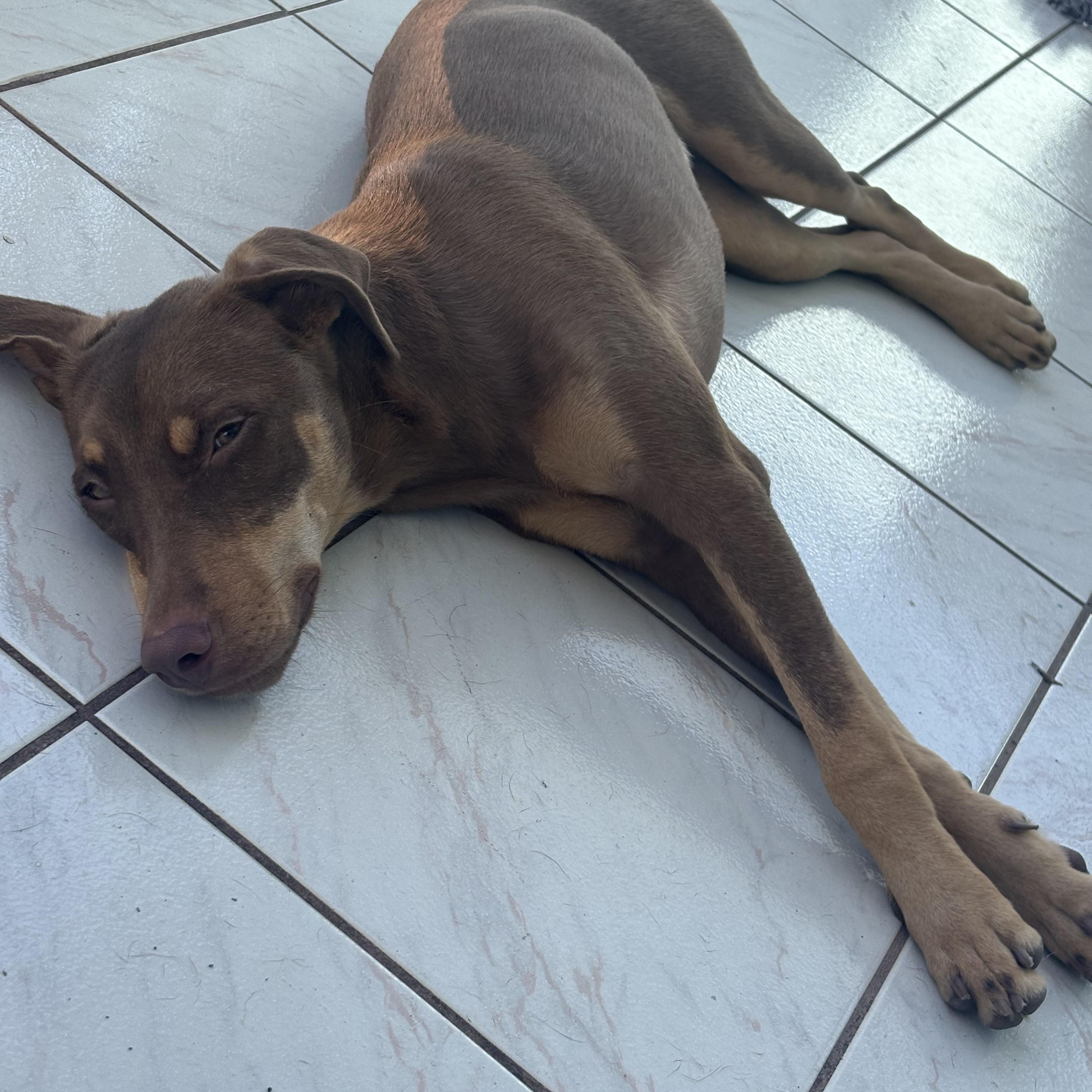 Enlarge Daisy, an adoptable mixed breed in Glen Rock, NJ image 4/5